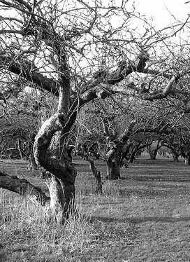 apple orchard